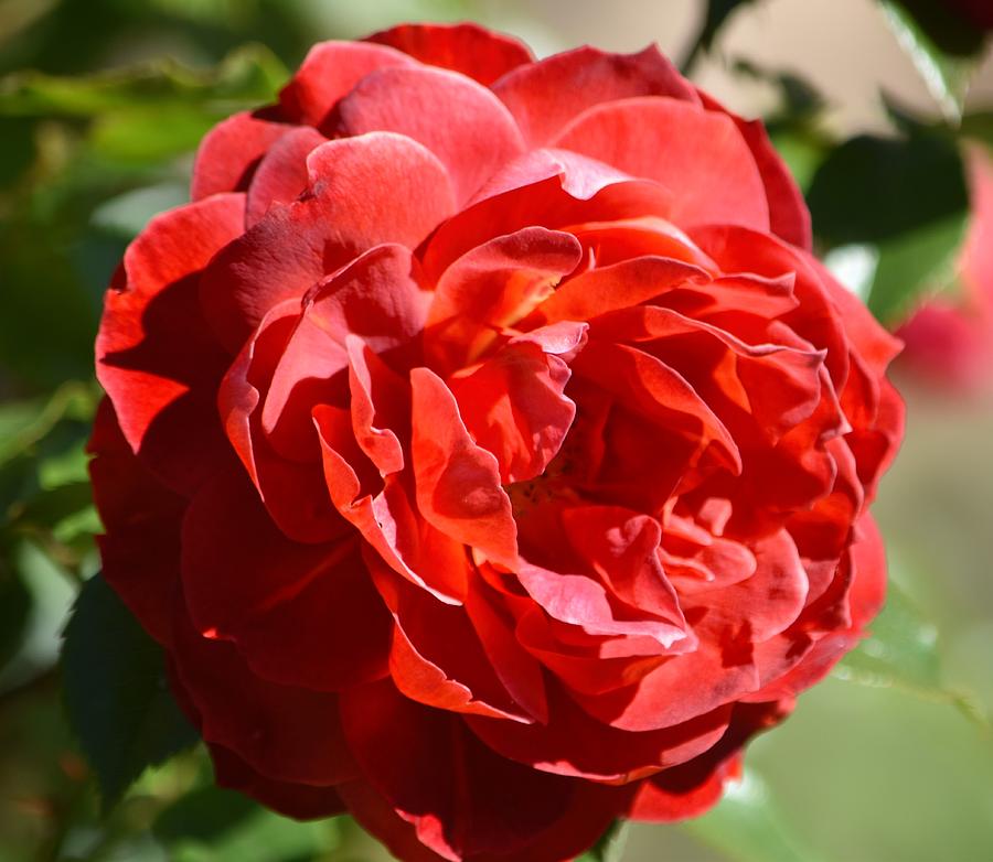 Crimson Rose Photograph by Linda Benoit - Fine Art America