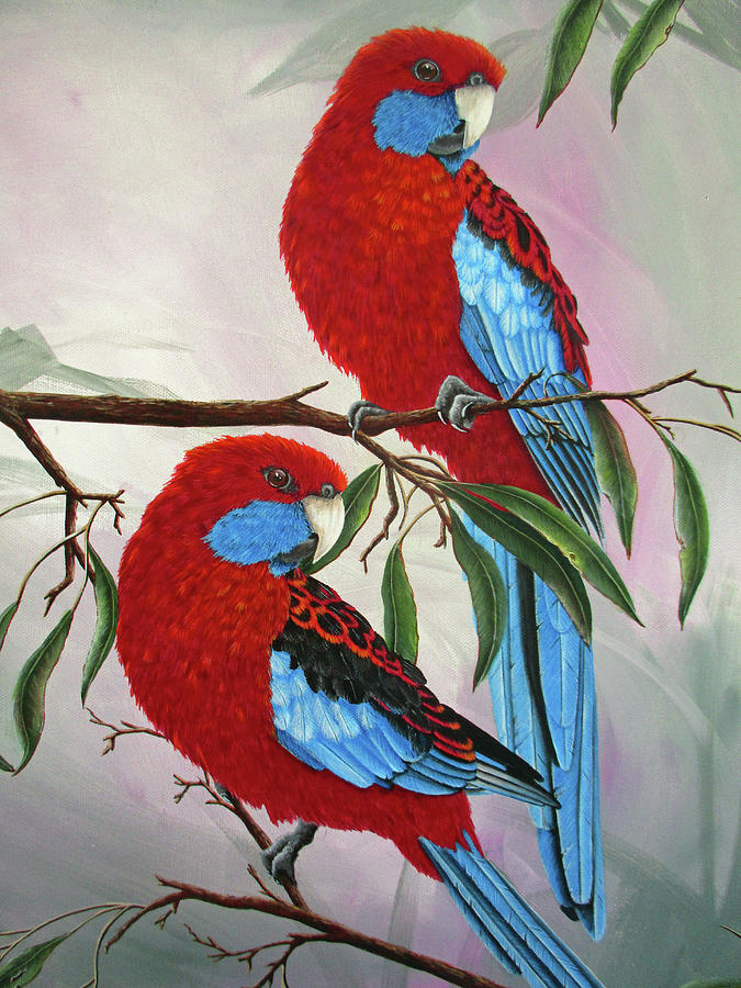 Crimson Rosella's 2 by Debra Dickson Crimson Rosella's 2 by Debra Dickson