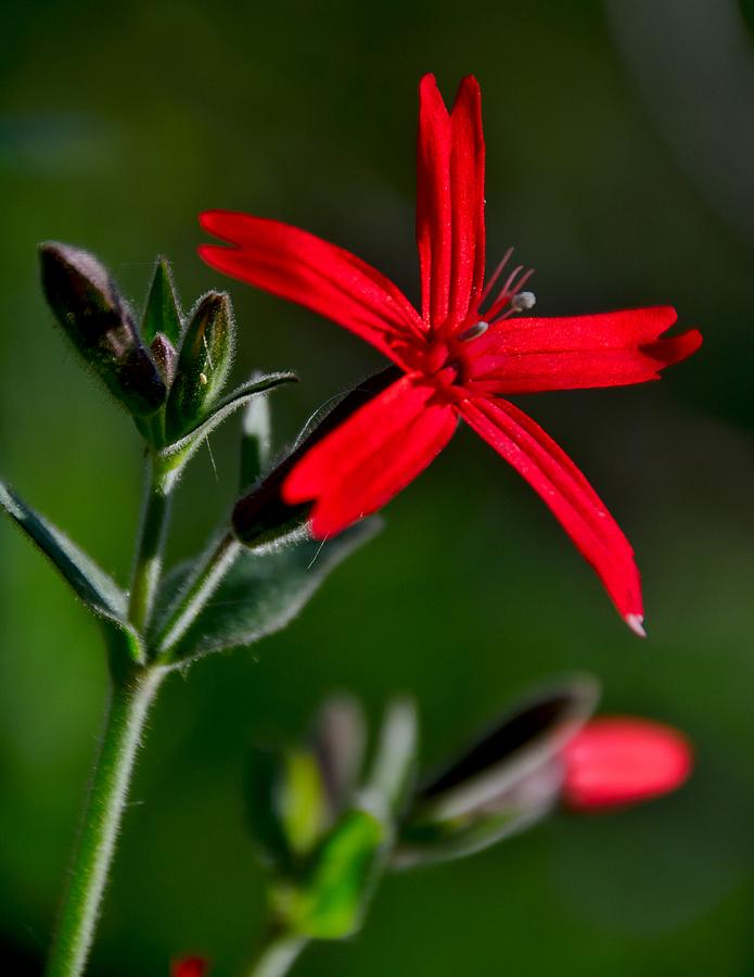 Wildflower Photograph - Crimson Starburst by Brett Erwood