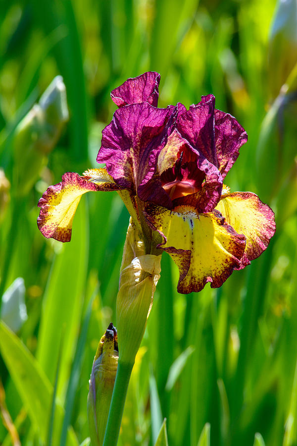 Iris Photograph - Crimson Sunrise Iris by Tikvahs Hope