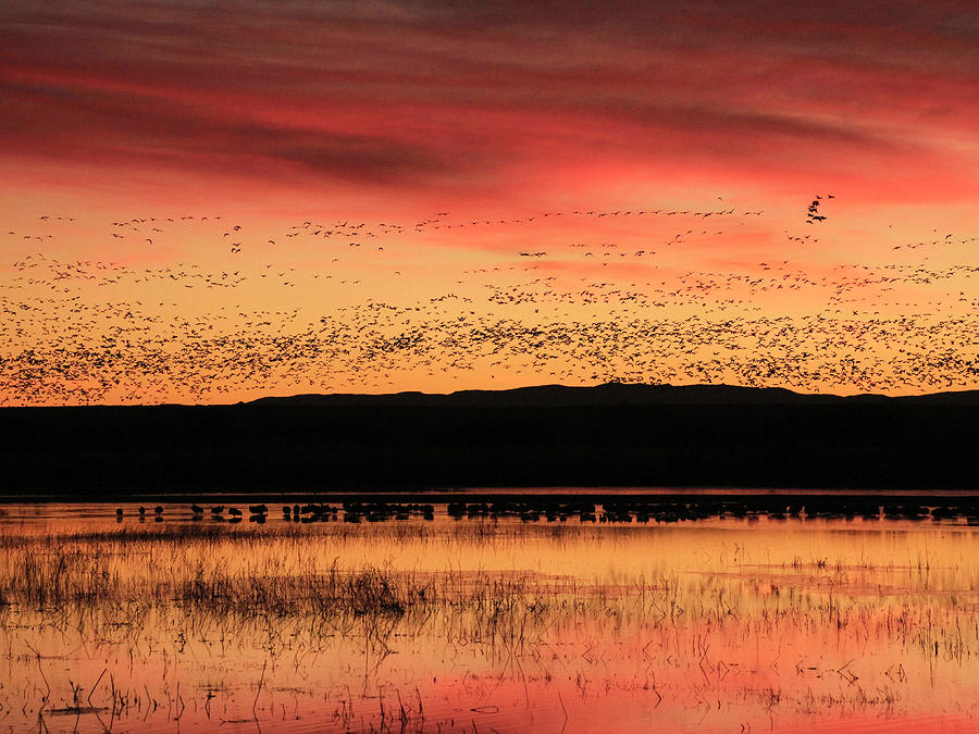 Crimson Sunset at Bosque Photograph by Marla Craven