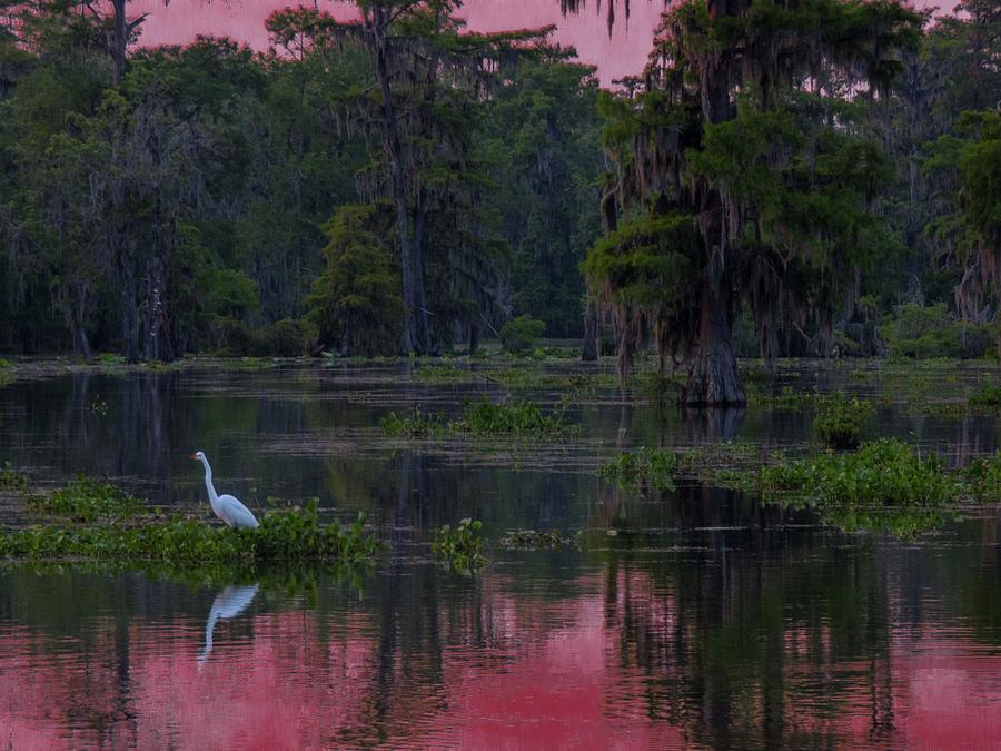 Rose Colored Swamp Photograph by Kimo Fernandez