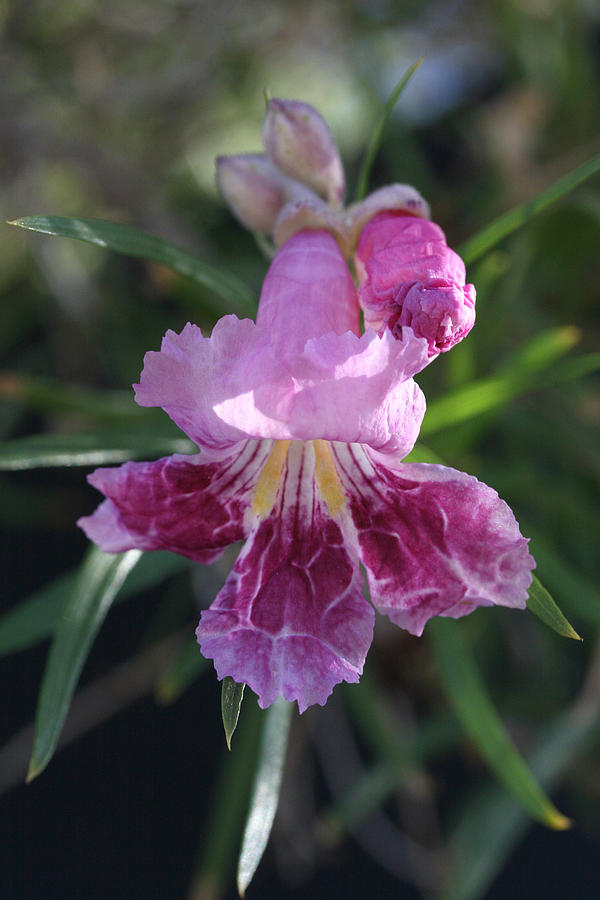 Crinkled Desert Willow Photograph by Tammy Pool