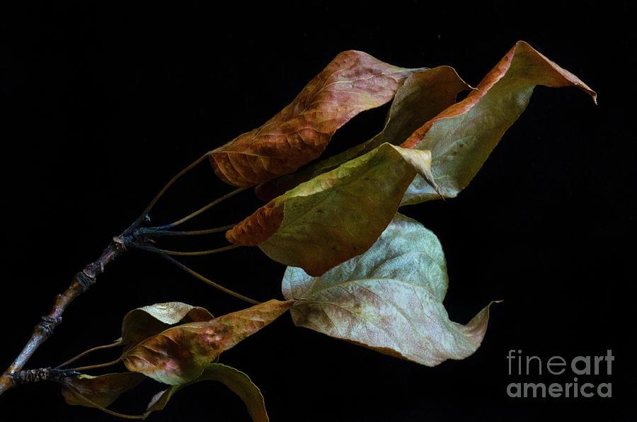 Crinkled Leaves 3 Photograph by Bob Christopher