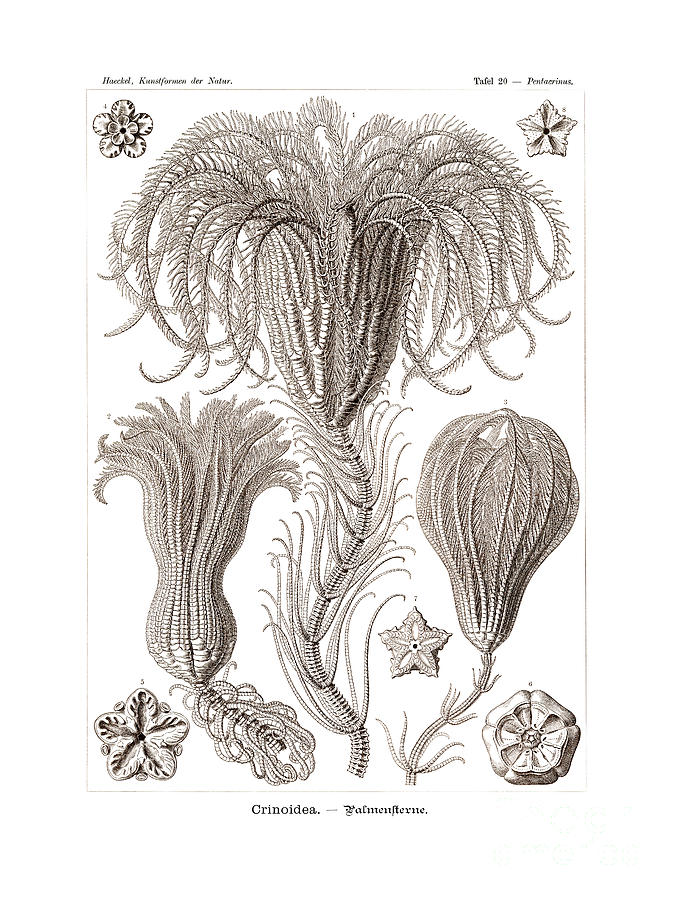 Crinoids Drawing by Ernst Haeckel