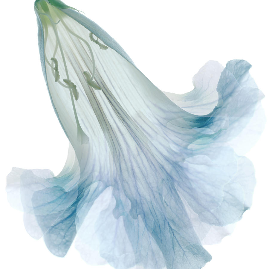 Crinoline Waves by Marsha Tudor Crinoline Waves by Marsha Tudor