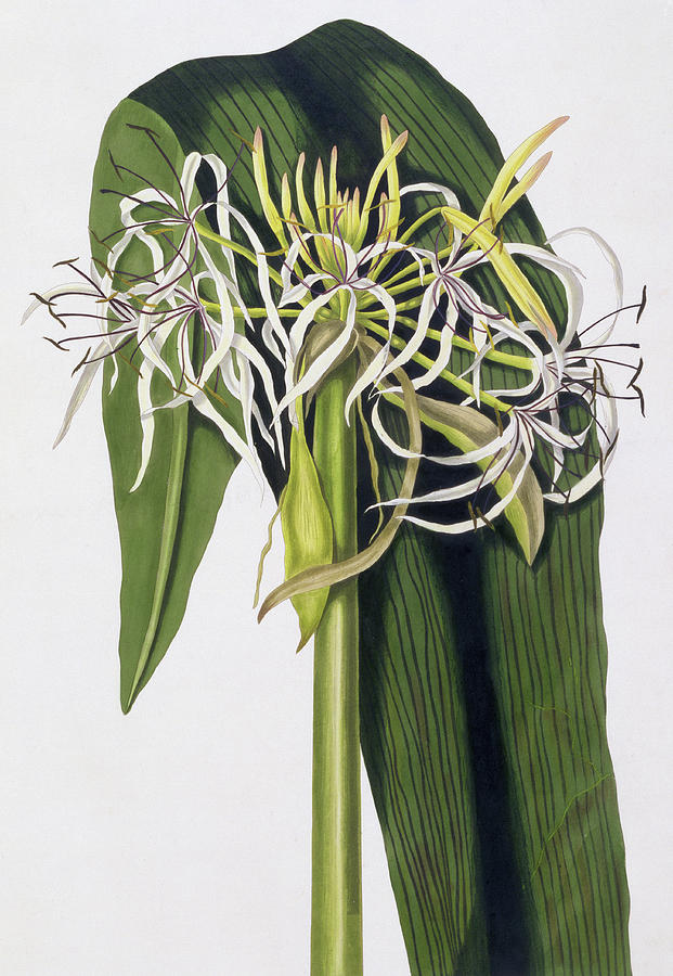 Lily Painting - Crinum Declinatum by Priscilla Susan Bury