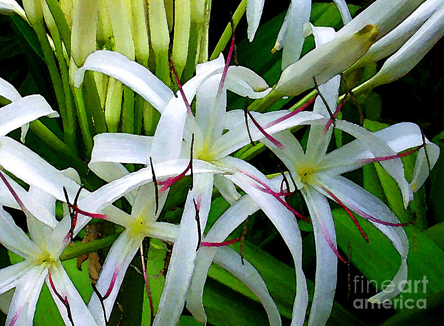 Crinum Lily Photograph - Crinum Lilies by James Temple