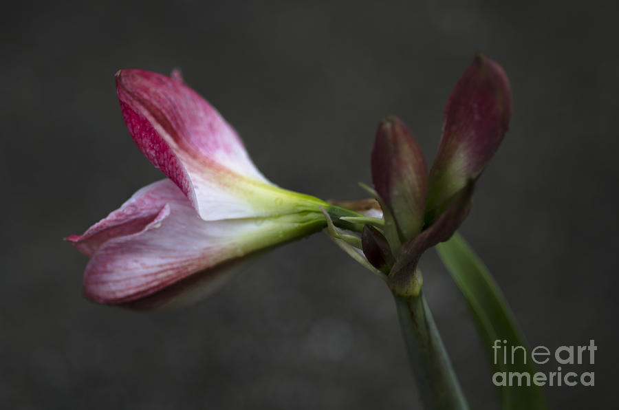 Crinum Lily Blooming from Bulb Photograph by Dale Powell