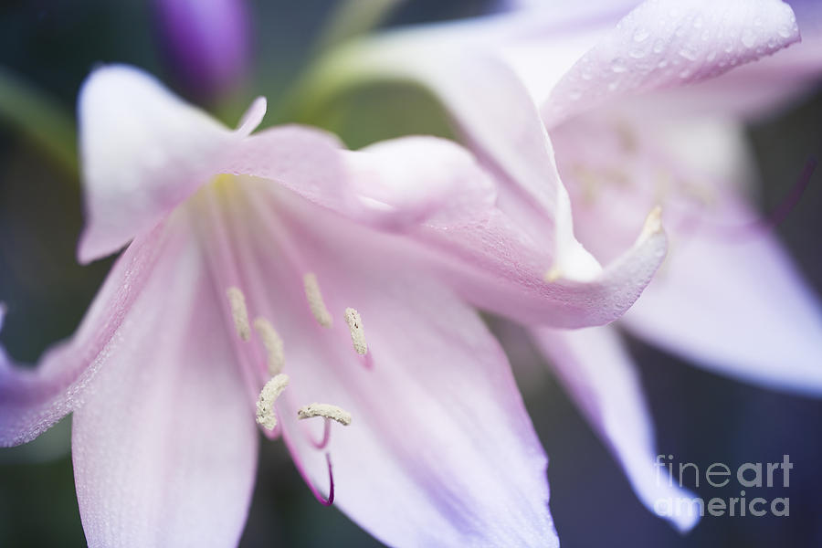 Flower Photograph - Crinum macowanii Pink River Lily with Raindrops by Sharon Mau