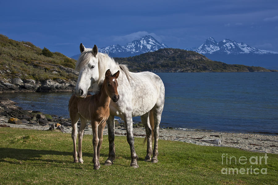 Criollo Mare And Foal, Argentina Photograph by Jean-Louis Klein & Marie-Luce Hubert