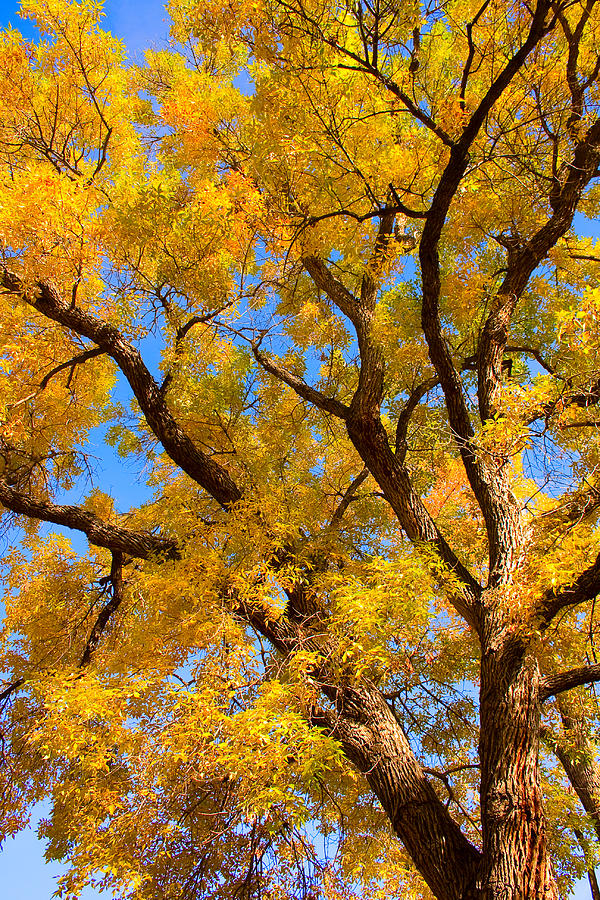 Tree Photograph - Crisp Autumn Day by James BO Insogna
