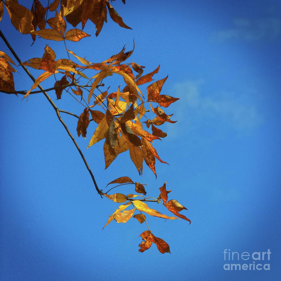 Crisp Fall Sky Photograph by Skip Willits