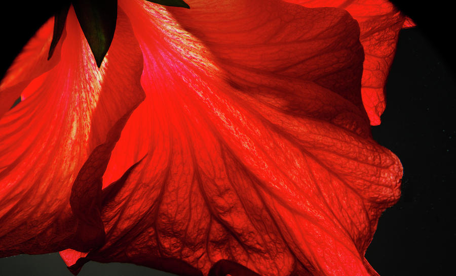 Hibiscus Photograph - Crisp Hibiscus Petals by Larry Jost