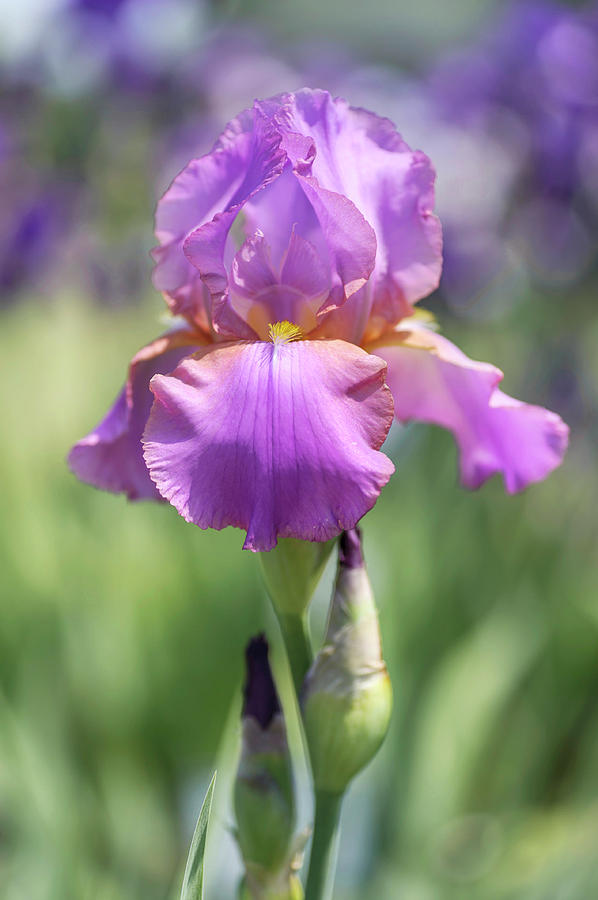 Iris Photograph - Crispette. The Beauty of Irises by Jenny Rainbow