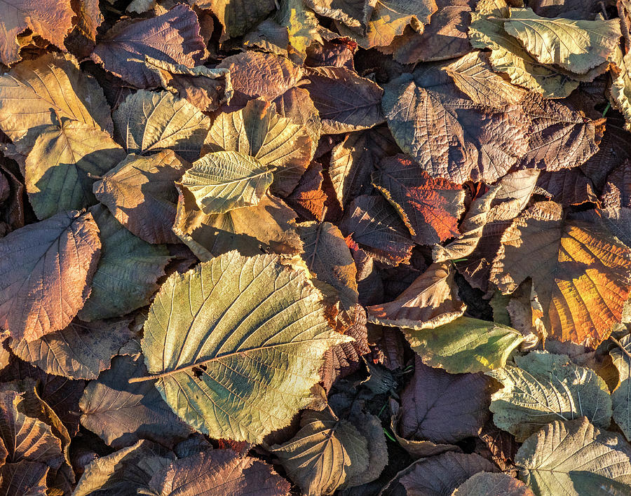 Crispy Filbert Leaves Photograph by Jean Noren