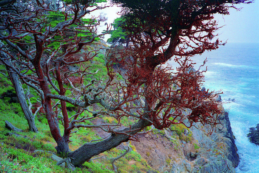 Cypress Tree Ocean Vew Point Lobos State Park Carmel California  Photograph by Kathy Anselmo