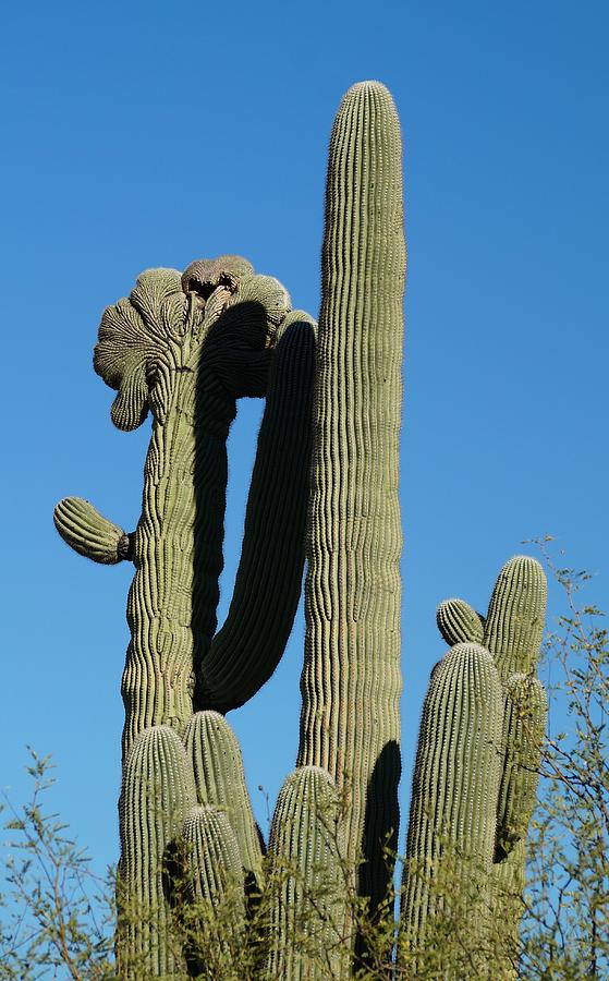 Cristate Saguaro Cacti Photograph by Dennis Boyd - Fine Art America