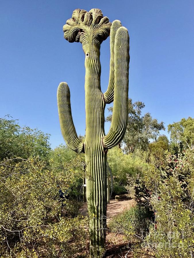 Cristate Saguaro Photograph by Sean Griffin