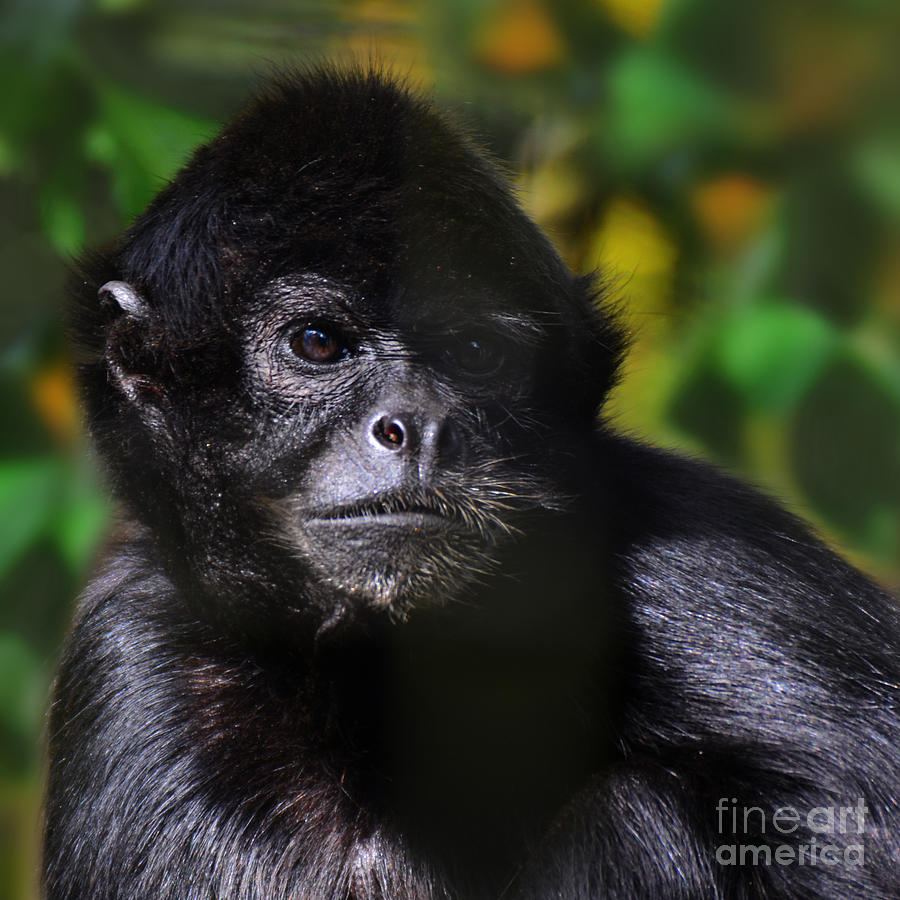 Nature Photograph - critically endangered Black Spider Monkey 2 in col  by Paul Davenport