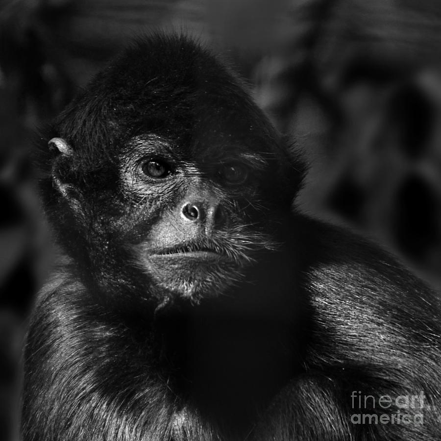 critically endangered Black Spider Monkey 2 Photograph by Paul Davenport