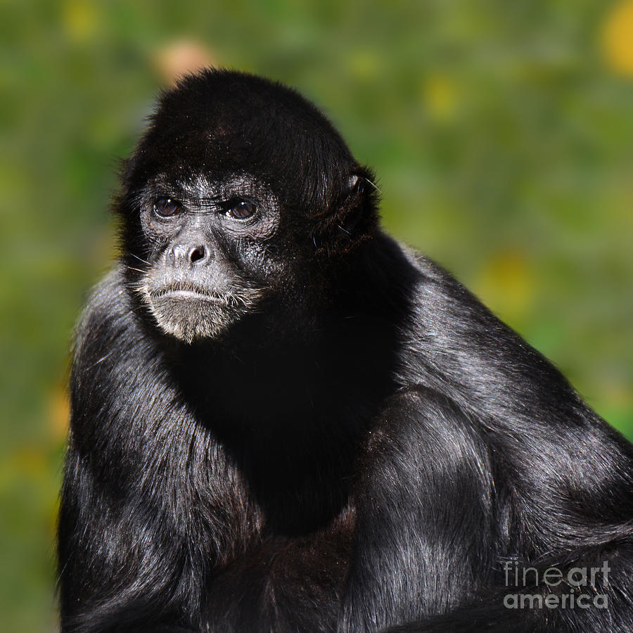 critically endangered Black Spider Monkey  Photograph by Paul Davenport