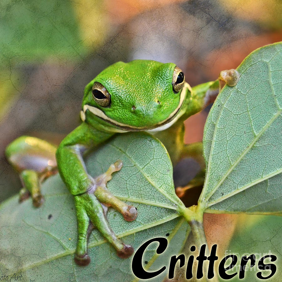Critters LOGO Photograph by Debbie Portwood