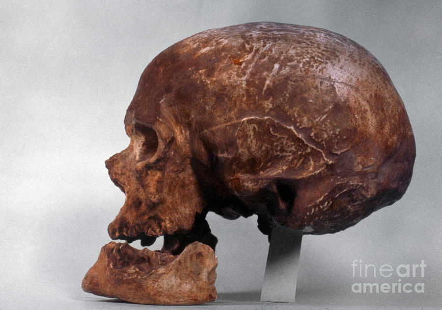 Cro-magnon Skull Photograph by Granger