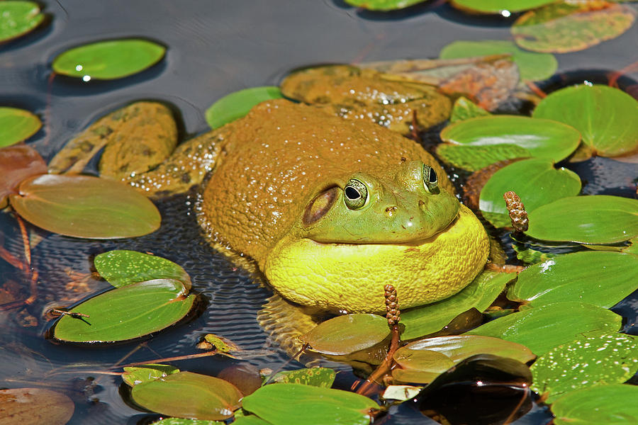 Croaking Bullfrog Photograph by David Freuthal