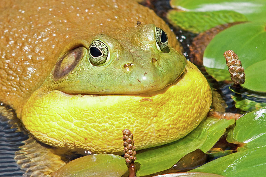 Croaking Bullfrog portrait Photograph by David Freuthal