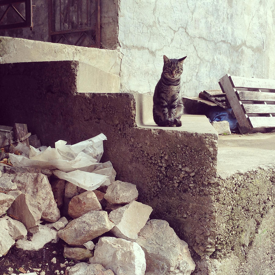 Croatian Cat Photograph by Marcus Best