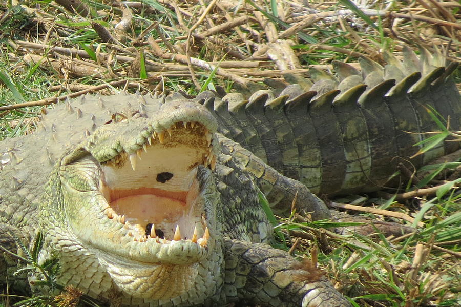 Crocodile Photograph - Croc-A-Smile by Kathleen Cicchetti