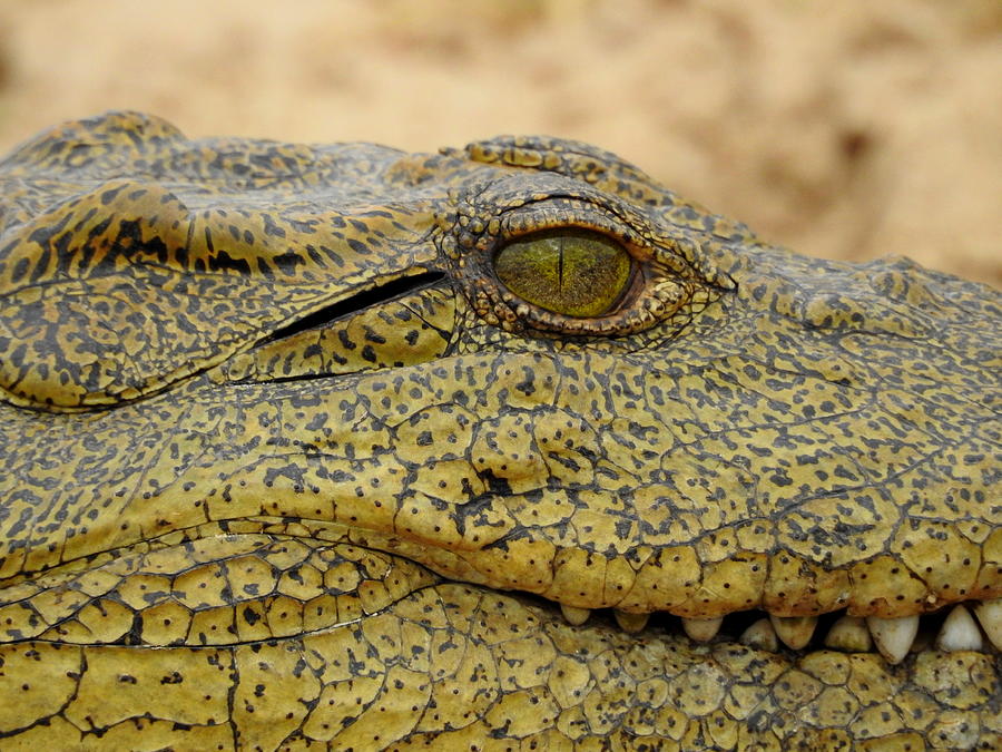 Croc Photograph by Betty-Anne McDonald