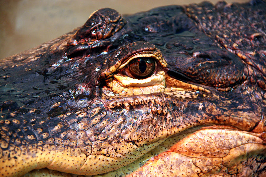 Croc Eyed Photograph by George Jones