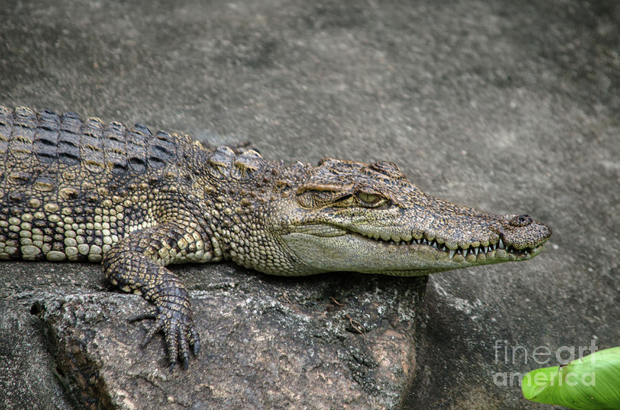 Croc Photograph by Michelle Meenawong