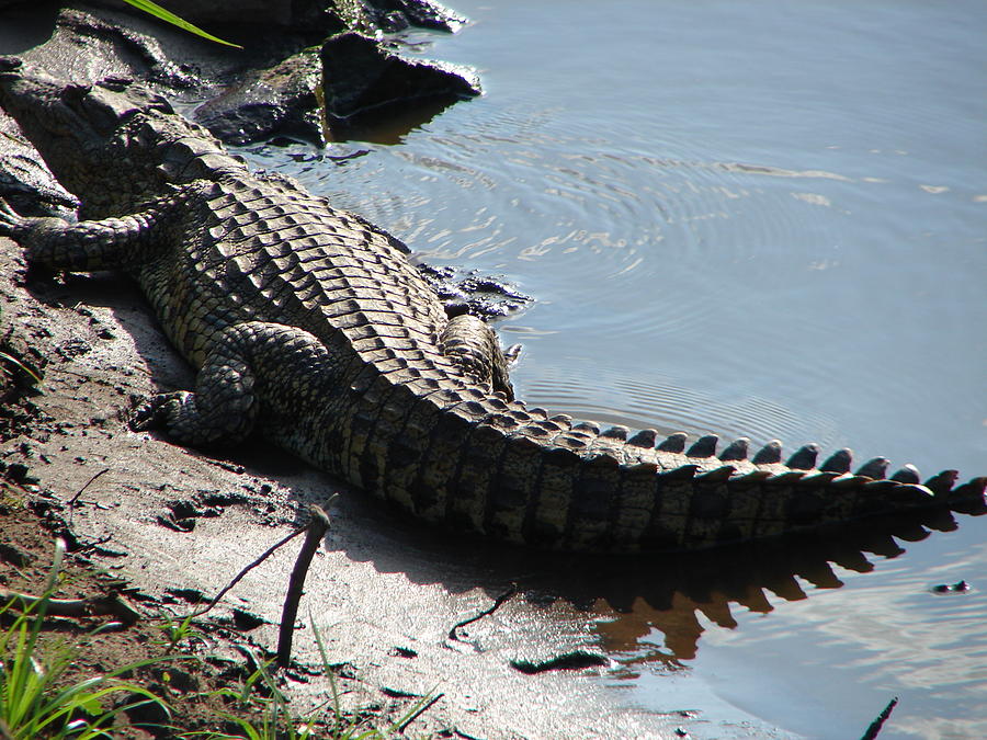 Croc On Water Photograph By Jan Cole - Pixels