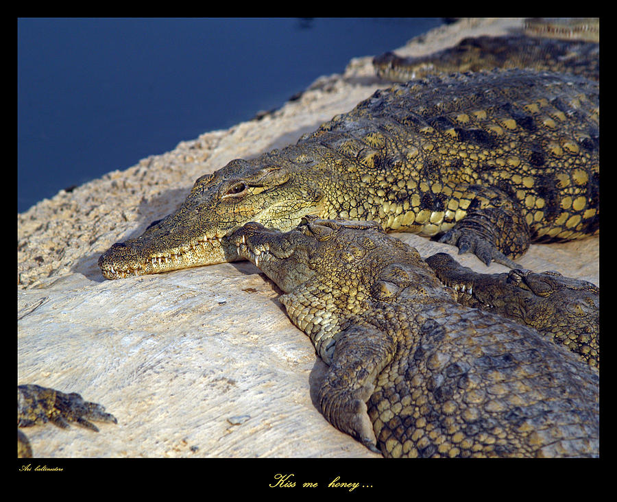 Crocodile Photograph by Arik Baltinester