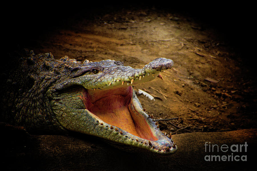 Crocodile At Amaru Photograph by Al Bourassa