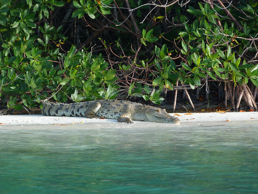 Crocodile basking by the river at Sian Ka'an Photograph by Andrea Freeman -  Pixels