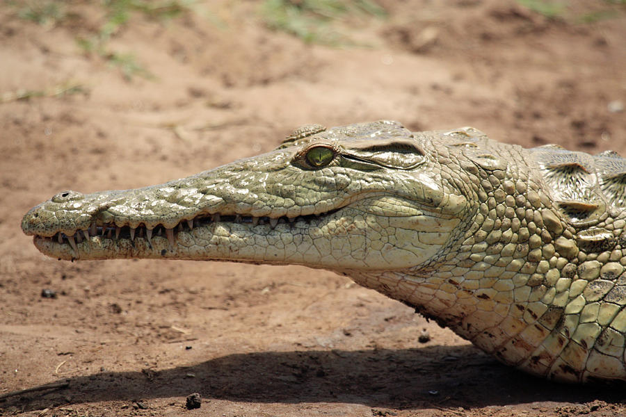 Crocodile Photograph by Celine Pollard