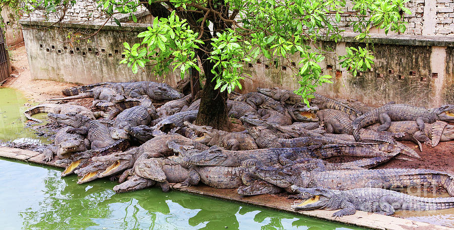 Crocodile Cluster  Photograph by Chuck Kuhn