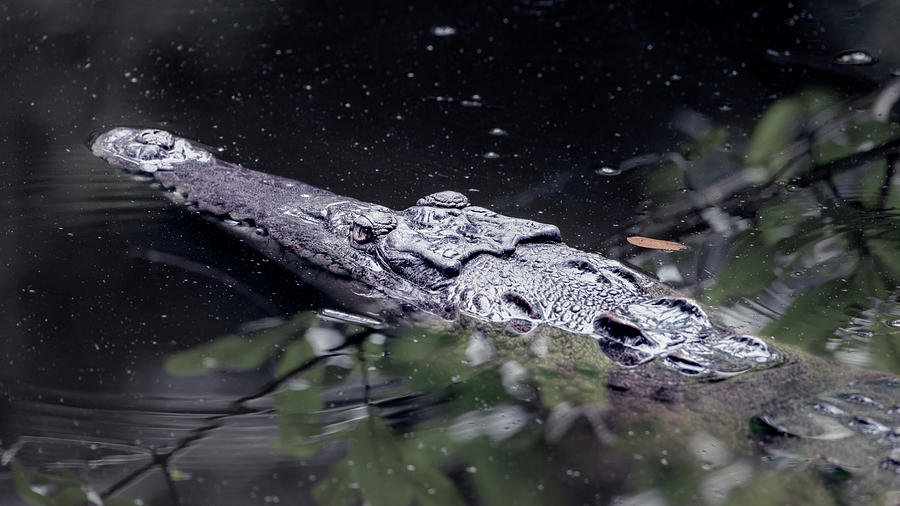 Crocodile Costa Rica Photograph