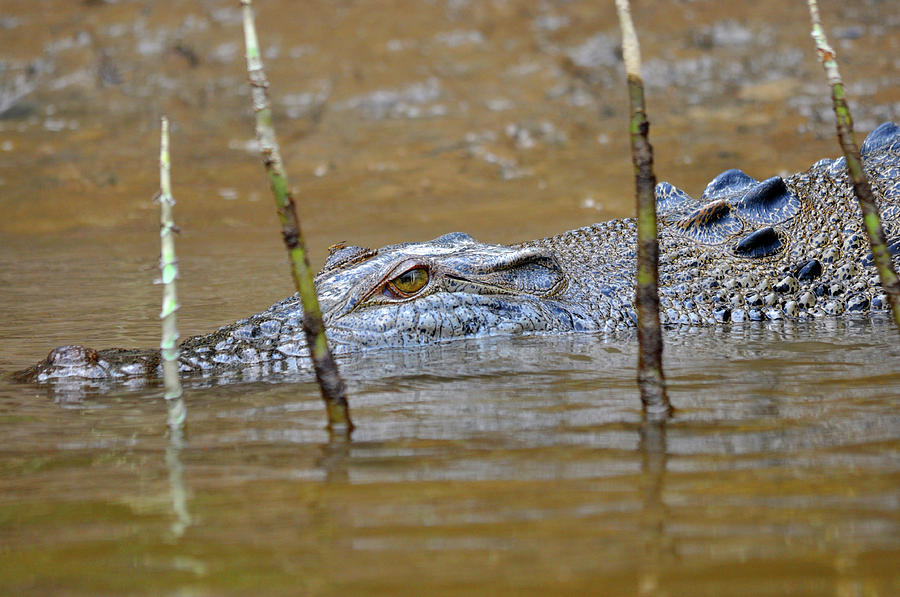 Crocodile Photograph by Daniel Stuart | Fine Art America