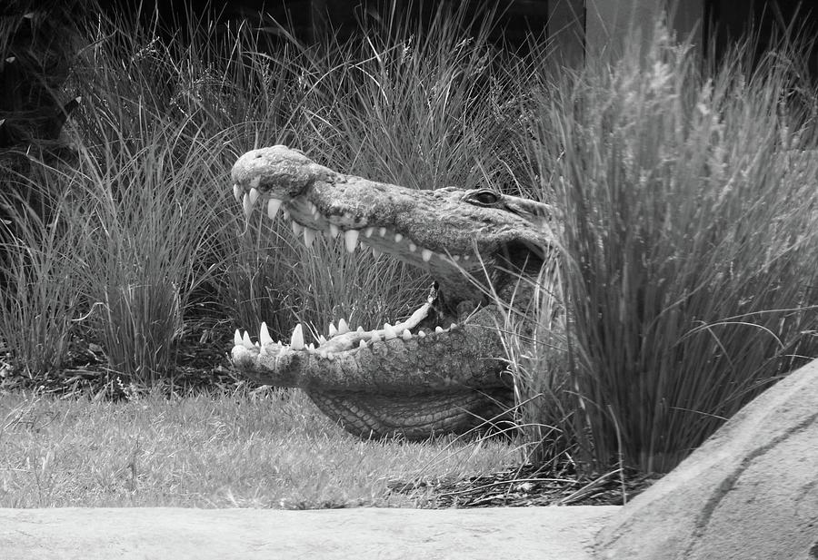 Crocodile Dental Hygiene Photograph by Terry Cobb - Fine Art America