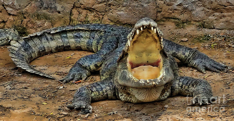 Large Crocodile Feed Me Now Cambodia Photograph by Chuck Kuhn