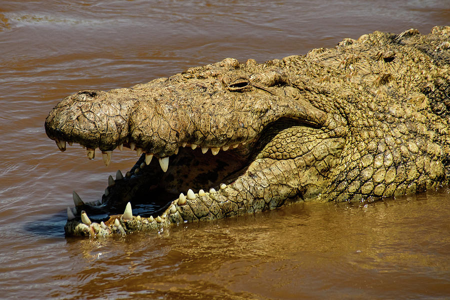 Crocodile Grins On The Mara River Photograph