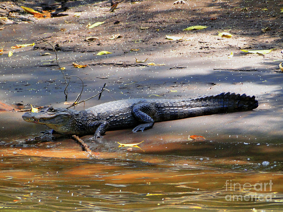 Crocodile In Costa Rica Photograph by Al Bourassa