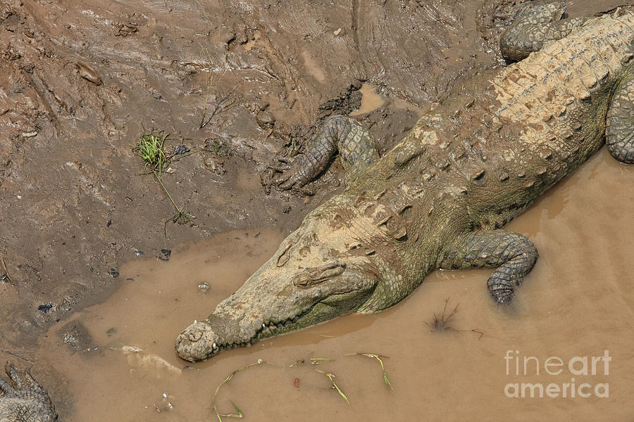 Crocodile in the mud Photograph by Patricia Hofmeester