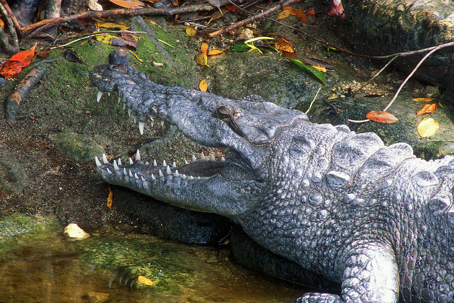 Crocodile Jaws Photograph by John Burk
