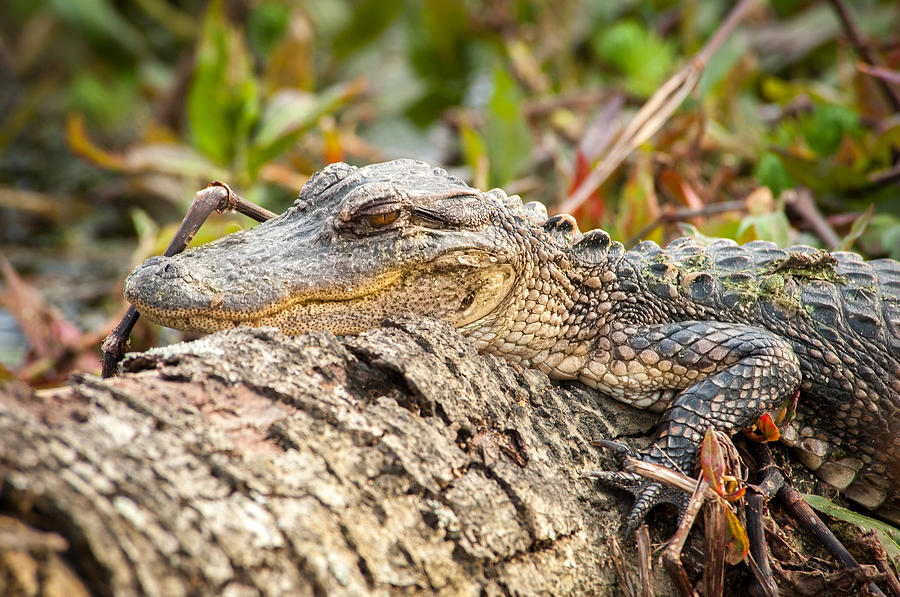 Crocodile  Photograph by Joye Ardyn Durham